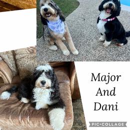 Bernedoodle puppies from Platinum Bernedoodles of Texas