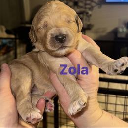 Zola - Apricot female Goldendoodle puppy in Prosperity, Pennsylvania from Stelladoodles & Company