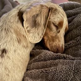 Dachshunds from Johnson County Dachshunds