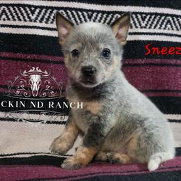 Sneezy - Blue male Australian Cattle Dog puppy in Silsbee, Texas from Rockin ND Ranch