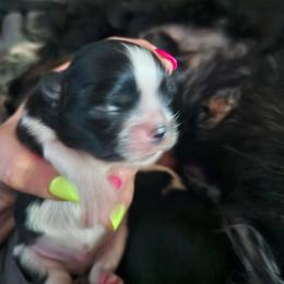 Boy 2 - Black and white male Shih Tzu puppy in Little Falls, Minnesota from Tough Shih