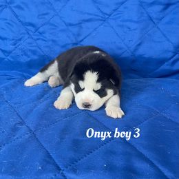 Onyx boy 3 - Black and white male Siberian Husky puppy in Ocala, Florida from Florida Husky Puppies