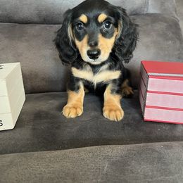 Henry - Black and tan male Dachshund puppy in Stuart, Iowa from Johnson Family Corgis and more