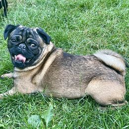 Pugs from Pugs & Kisses