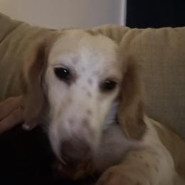 Dachshund All Grown Up from Doxie Bunch