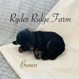 Brown - Black and tan male Cavapoo puppy in White Sulphur Springs, West Virginia from Ryder Ridge Farm
