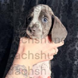 Shanks - Gray (blue) male Dachshund puppy in Tracy, California from JnA Dachshunds