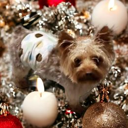 Toto - Yorkshire Terrier