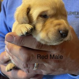 Labrador Retriever Puppies from Farmers Creek Kennels