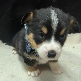 Goofy - Black and tan male Pembroke Welsh Corgi puppy in Algona, Iowa from LTT Corgis