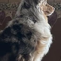 Toy Australian Shepherds from Mary Wickman