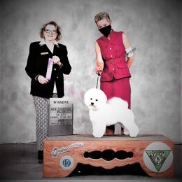Sugar - Bichon Frise puppy in Farmersburg, Indiana from Sno-Puff Samoyeds