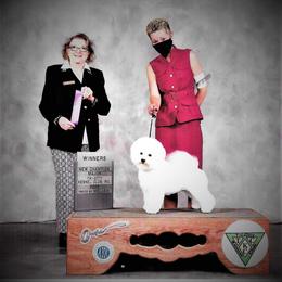 Sugar - Bichon Frise puppy in Farmersburg, Indiana from Sno-Puff Samoyeds