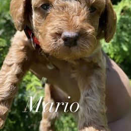 Cockapoo and Rottweiler Puppies from RJ Rotts - Beachy Family Cockapoos