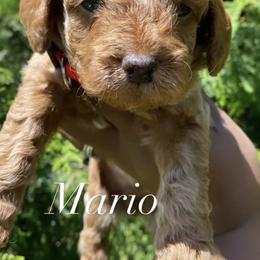 Cockapoo and Rottweiler Puppies from RJ Rotts - Beachy Family Cockapoos