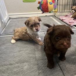 Fawn and White Male - Fawn male Havanese puppy in Monahans, Texas from Homeward Havanese, LLC