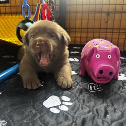 Labrador Retriever Puppies from Enchanted Garden Labradors