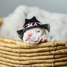 French Bulldog Puppies from Phoebes Frenchies