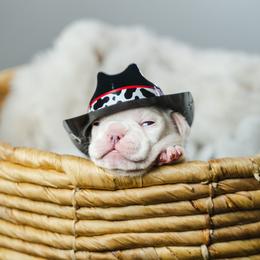 French Bulldog Puppies from Phoebes Frenchies