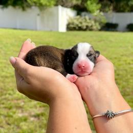 Muffin - Red and white male American Corgi puppy in Florida from Sunrise Corgis