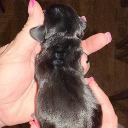 Girl 1 - Black and tan female Dachshund puppy in Pierson, Florida from Michelle’s Mini Dachshunds