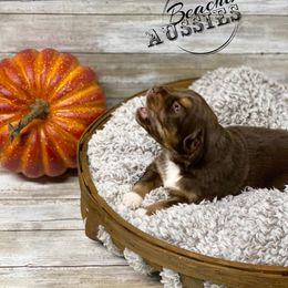 Australian Shepherd Puppies from Beachin' Aussies