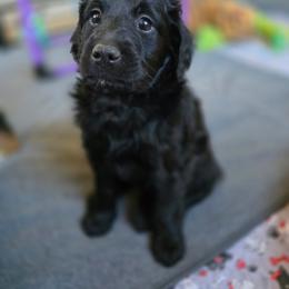 Choco - Black female Bernedoodle puppy in Mc Gaheysville, Virginia from Doting Doodles