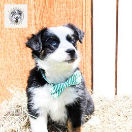 Lily - Black tri female Miniature Australian Shepherd puppy in Oakland, Maryland from Yarborough Kennels