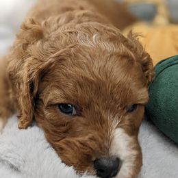 Cavapoo and Whoodle Puppies from Gardner Lane Puppies