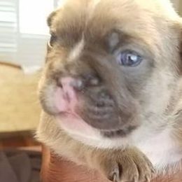 French Bulldogs from Frenchie Luv