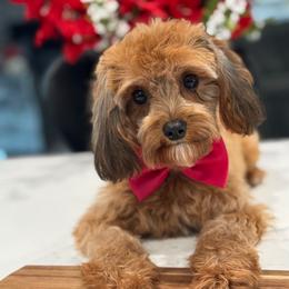 Mocha - Cavapoo