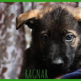 German Shepherd Puppies from Black Beauty Shepherds