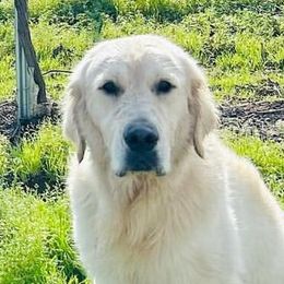Bullet - Golden Retriever