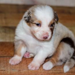 Cranberry - Red merle female Australian Shepherd puppy in Belton, Texas from Brilliant Beautiful Australian Shepherds