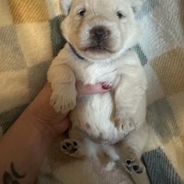 Comet - Wheaten male Scottish Terrier puppy in Eagle Lake, Florida from Its Scot To Be Love Scotties
