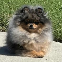 Merle - Pomeranian