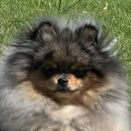 Merle - Pomeranian