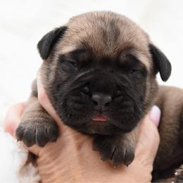 Mint - Fawn male Bullmastiff puppy in Chickasha, Oklahoma from Rustic Lace