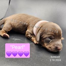 Dachshund Puppies from Wayward Home Dachshunds