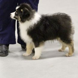 Miniature Australian Shepherd Puppies from Taylor Made Aussies