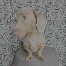 Toby - Dachshund