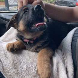 German Shepherd Puppies from Oregon German Shepherds