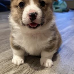 Pembroke Welsh Corgi Puppies from Mountain Adventure Farm