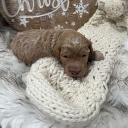 Boy 3 - Apricot male Goldendoodle puppy in Stratford, New Jersey from Meadow Lark Doodles
