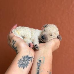 Lily - White female Poodle puppy in Midwest City, Oklahoma from Strawberry Hill Puppy Patch