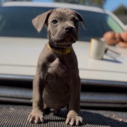 Salem - Gray brindle male Cane Corso puppy in Houston, Texas from Mortaio Cane Corso