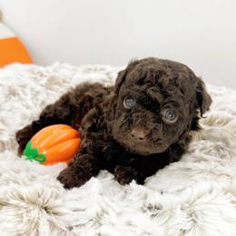 Cinnamon Dolce - Chocolate female Cavapoo puppy in Van Alstyne, Texas from Home Grown Puppies