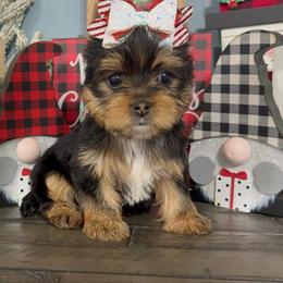 Alice - Black and tan female Yorkshire Terrier puppy in Statham, Georgia from The Yorkie Love Shack