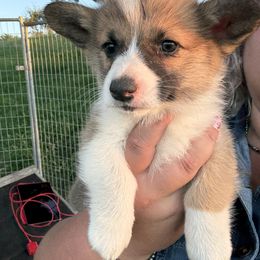 Bandit - Sable male Pembroke Welsh Corgi puppy in Derby, Iowa from Newton Hay & Cattle
