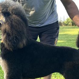 Poodles from Shieldwall Kennels